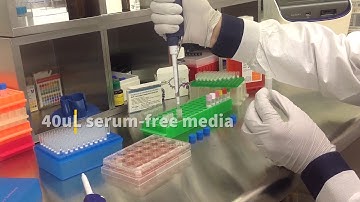 Altogen Biosystems In Vitro SW480 Transfection Tutorial