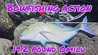 Bowfishing Action 19.2 pound Omilu