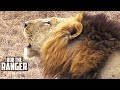 stunning powerful hd lion roar