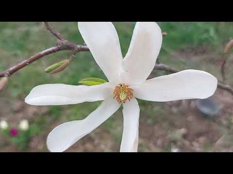 Why A Magnolia Tree Does Not Bloom