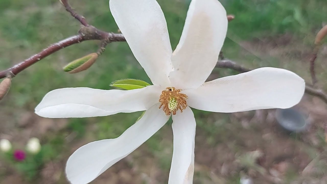Why A Magnolia Tree Does Not Bloom