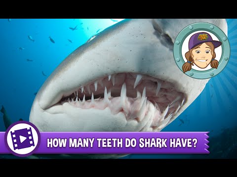 Video: How Many Teeth Does A Shark Have?