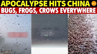 Download lagu Apocalypse Hits China: Black Clouds of Bugs, Frogs and Crows Everywhere, and Flowers from the Abyss