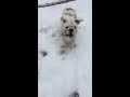 English Bulldog Loving Snow