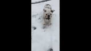 English Bulldog Loving Snow