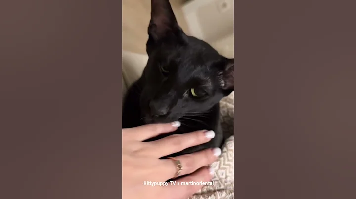 Watch the video about Lovely Oriental Shorthair Cat Martin