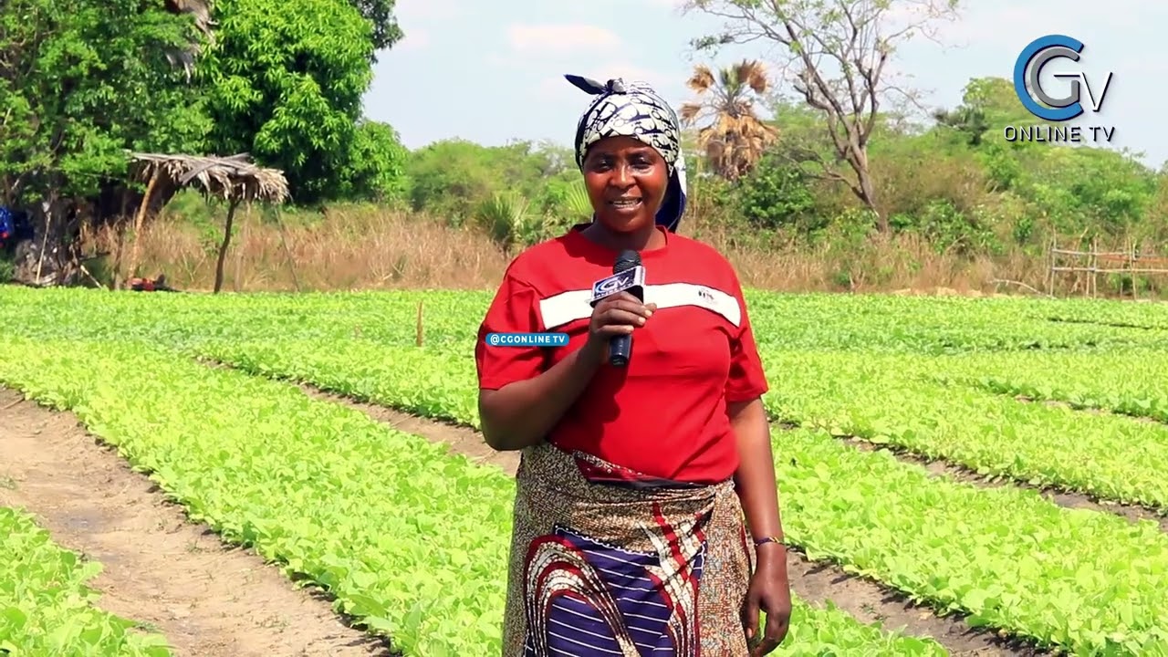 MWANAMAMA MWENYE NDOTO KUBWA KATIKA KILIMO CHA TUMBAKU, 