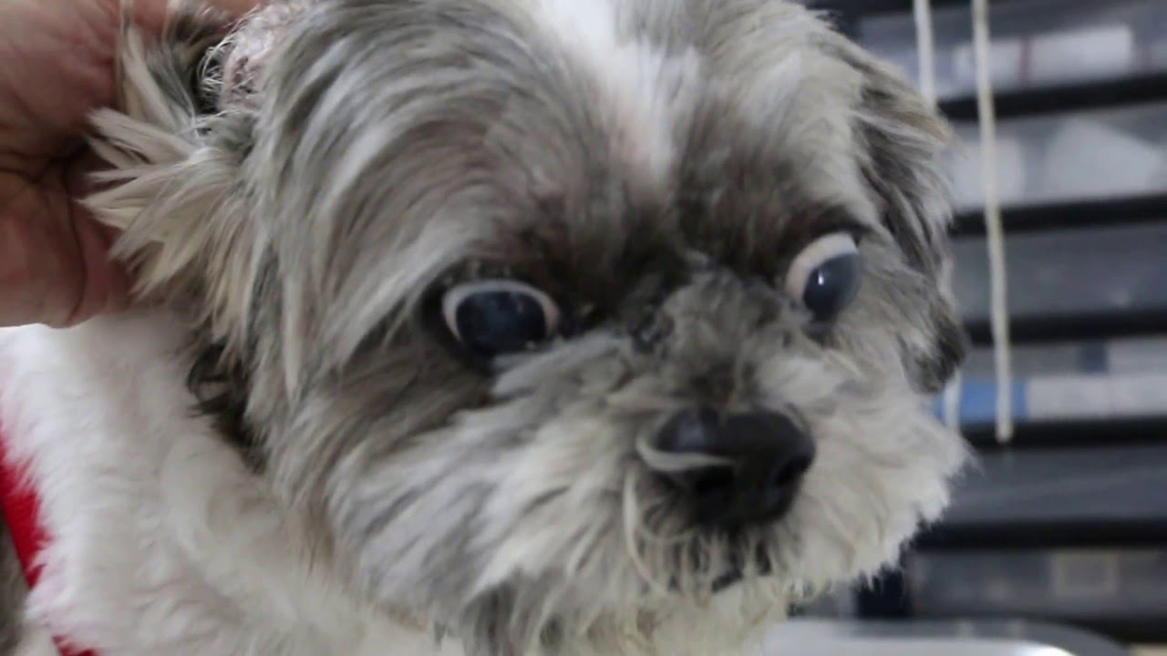 An old coughing Shih Tzu has difficulty sleeping at night Pt 1 YouTube