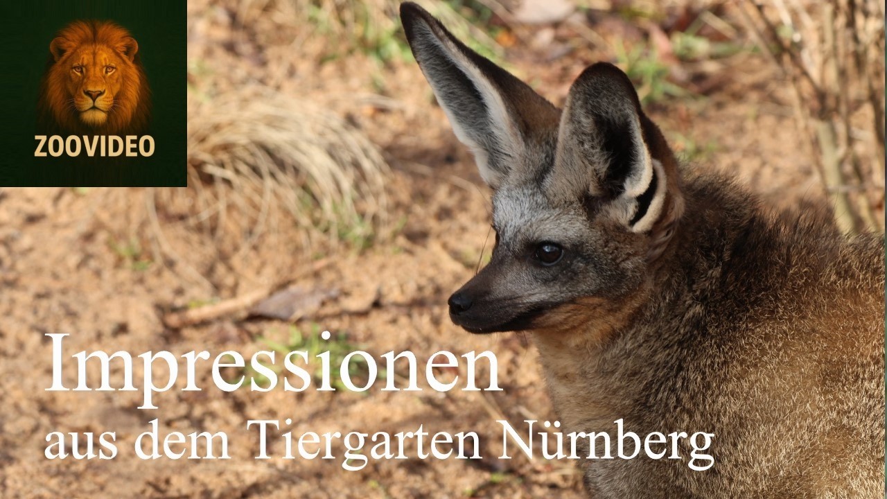 Tiergarten Nürnberg: Aufnahmen vom Winter 2025/26 (2)