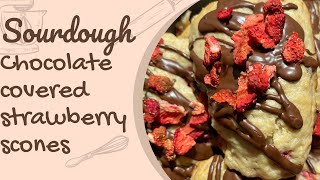 Sourdough chocolate covered strawberry scones | How to make scones | Sourdough Scone Recipe
