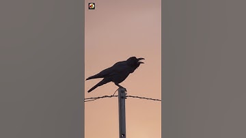 Crow Sound