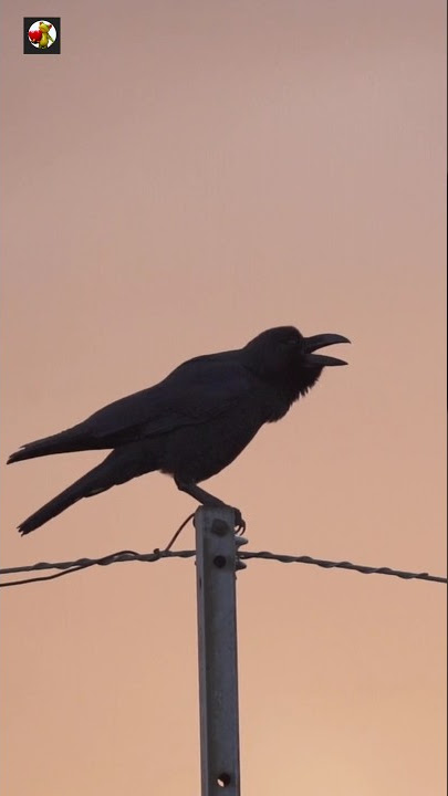 Crow Sound