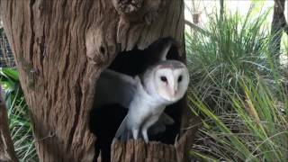 Barn owl nesting