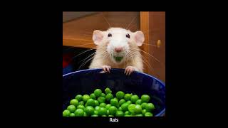 Eric Adams delivers important message on NYC Rats #nyc #rats #ericadams #trash #psa #mayor