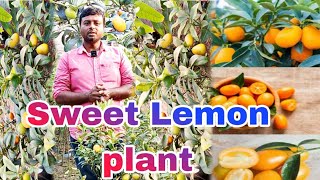 Sweet Lemon Plant Best Lemon Tree For Home Garden
