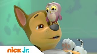 Мультик Щенячий патруль Малыш Ухты Nick Jr Россия