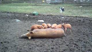 Our Tamworth Pigs 002.AVI