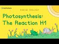 Photosynthesis The Reaction H1 | GCSE Biology &amp; IGCSE Biology Revision