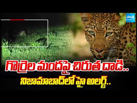Leopard Attacks Sheep Flock | High Alert in Nizamabad | Sakshi TV - SAKSHITV