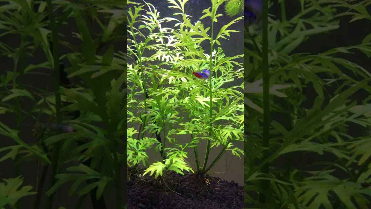 This Is Neon Tetra Breeding Behavior!! 