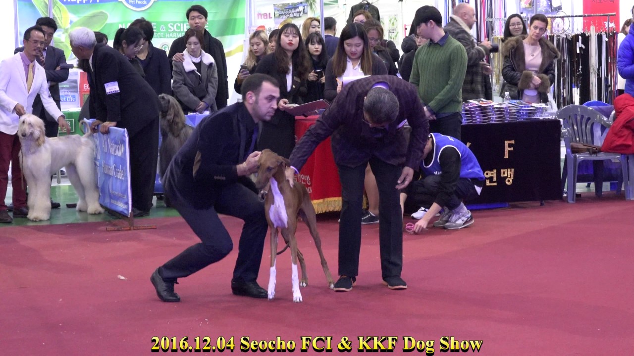 2016.12.04 Seocho FCI & KKF Dog Show(Azawakh )