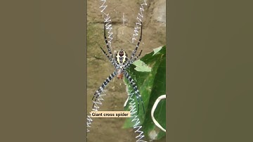 #spider world. #shortvideo #spiderman #spiderweb #giantspider #spiderking #youtubeshorts