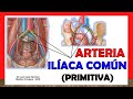 🥇 ARTERIA ILÍACA COMÚN, (Primitiva). ¡Anatomía Fácil y Sencilla!.