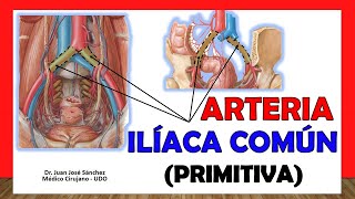 Information 🥇 COMMON ILIAC ARTERY (Primitive). Easy and Simple Anatomy! Guide