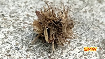 Trash bug | Junk bug | Are Junk bugs harmful to humans | how to make trash | 4k