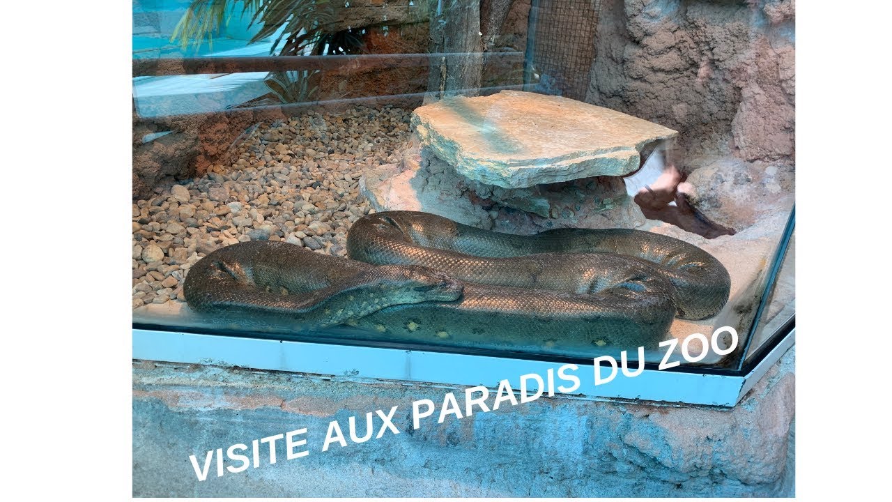 Zoo La Palmyre - VLOG #5 - YouTube