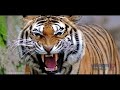 صوت منبه مزعج من اهداء Elwakeel صوت منبه مزعج من اهداء Elwakeel