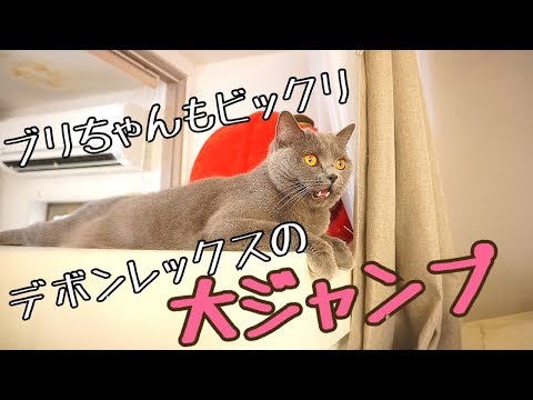 【猫ちゃんホテル】デボンレックスの子が元気に遊び回る【大ジャンプ】