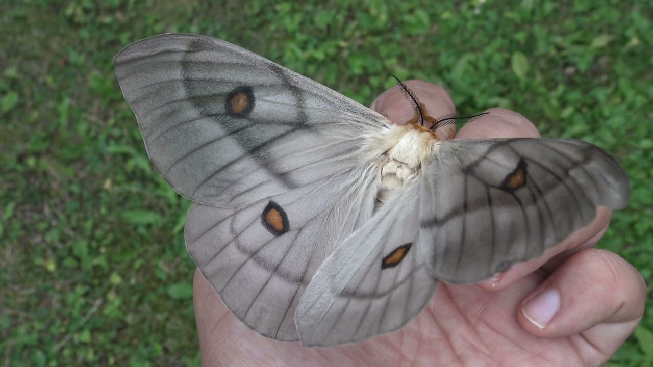 標本 Ceranchia apollina 116mm 140mm very big Ceranchia Apollina - Etsy