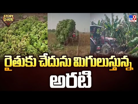 Story Gate : రైతుకు చేదును మిగులుస్తున్న అరటి - TV9 - TV9