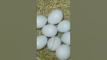 MashAllah Fawn Java 2nd Clutch 🥚 || FinchEee || #java #sparrow #breedingprogress #nature #2024