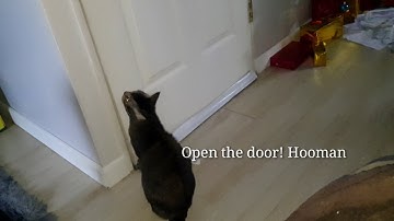 My cat meowing and begging to open the door because she wants to go outside
