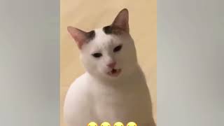 Funny cats compilation😻🤪💕