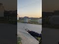 Roadside Bird Hit with Perfect Accuracy 🔥#AccuracyShot #VillageLife #DesiHunter #Target #shorts