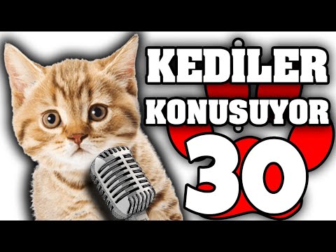 Konusan Pisiler 30 En Komik Kedi Videolari Youtube