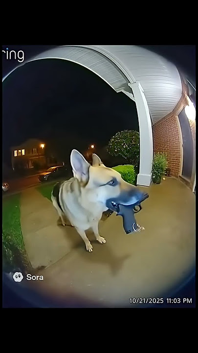 Ring Doorbell Captures Police Dog Shooting gun at a robber’s house #ai #soraai