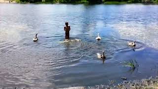 Домашние гуси купаются на речке
