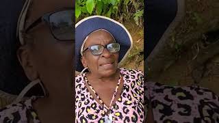 ?Spanish Needle herb makes the BEST callaloo dish  [ FULL VIDEO IN DESCRIPTION] jamaica herbs