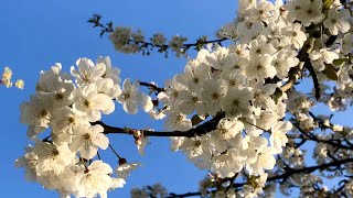 Surah Baqarah ayahs 183-187 Ramadan As it is Mentioned  in The Glorious Quran. Fasting for Muslims.