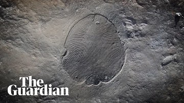 Scientists reveal secrets of oldest known animal fossil