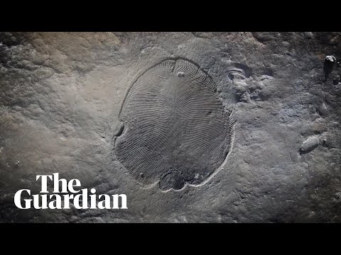 Video: Kur buvo rastos seniausios žinomos fosilijos?