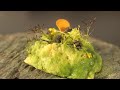 苔のサラダ　作り方　How to make moss salad