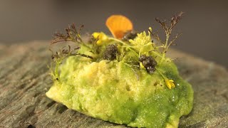 苔のサラダ　作り方　How to make moss salad