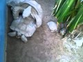 Turtle couple in Dubai having open Sex.3GP
