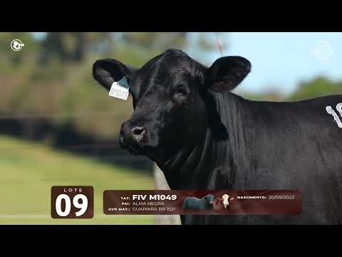 LOTE 09   TAT M1049 F Brangus