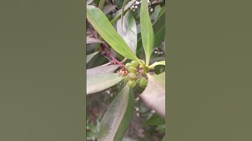 جمعة مباركة تلاوة عطرة للايات من سورة الكهف
